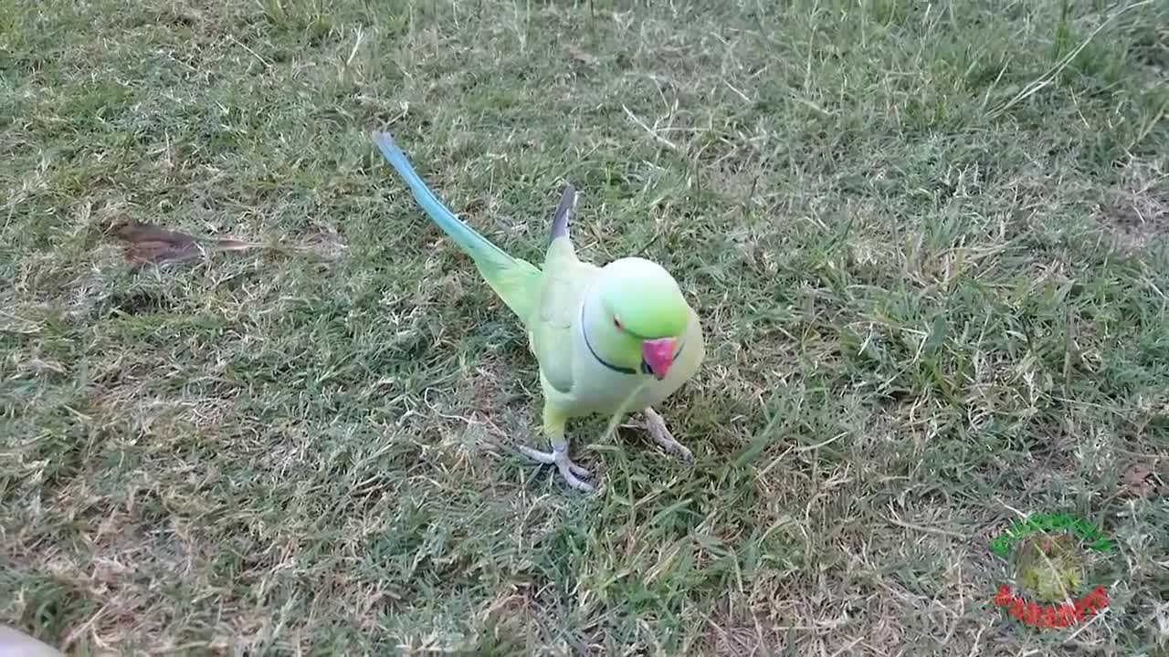 Parrot Likes To Eat Grass