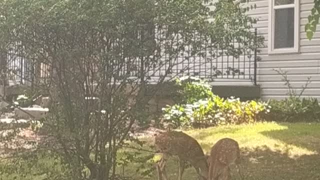 Dear playing in my backyard