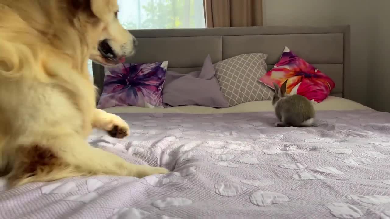 Golden Retriever Funny Reaction to Adorable Bunny