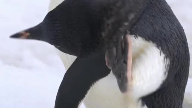 Adélie penguin cleaning its feather 🧽