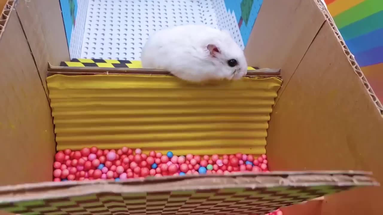 HAMSTER CHALLENGE