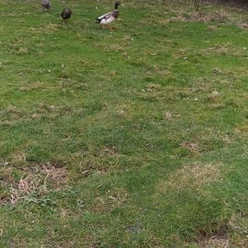 The duck is chasing the dog ;-)