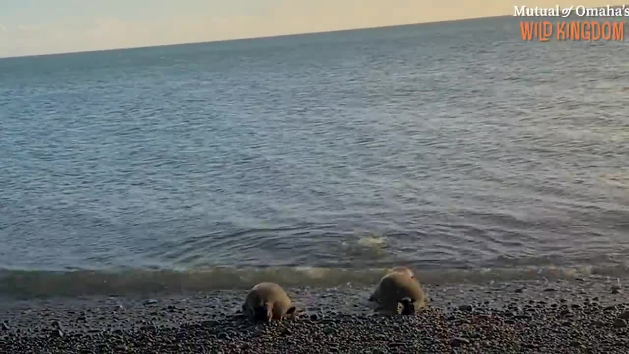 Orphaned Baby Seal Barks At Anyone Who Tries To Clean Her Bathtub | The Dodo Saving The Wild