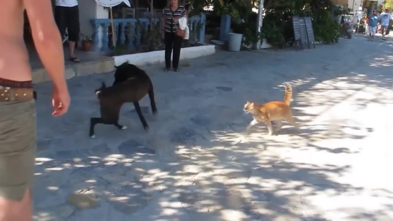 dog-and-cat-fight-y2bs.com.mp4