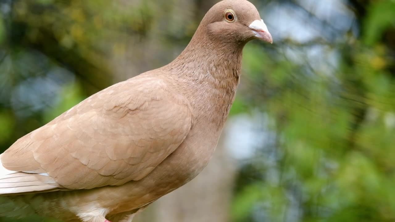 Pigeon bird symbolizes peace