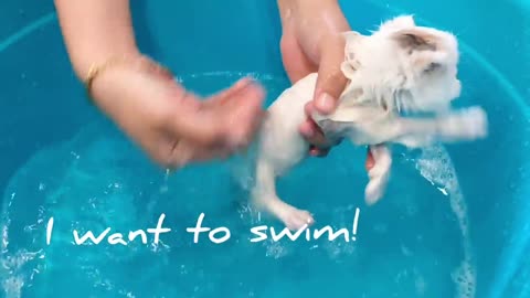 Kitten enjoys first bath 🤗🤗😍😍