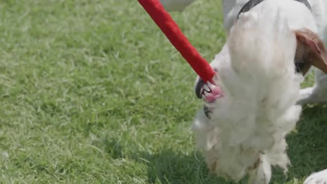 Cute Dog On Leash Playing With Toy #shorts