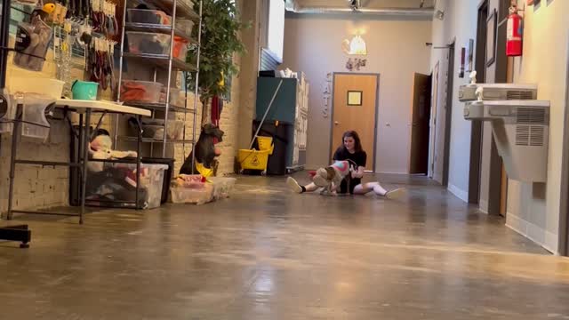 Runway of Dog Costumes at Doggy Daycare