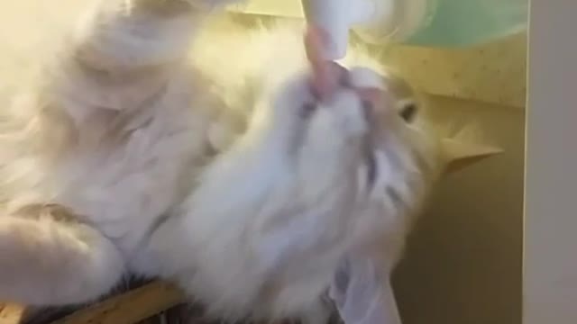 Smart cat uses water cooler