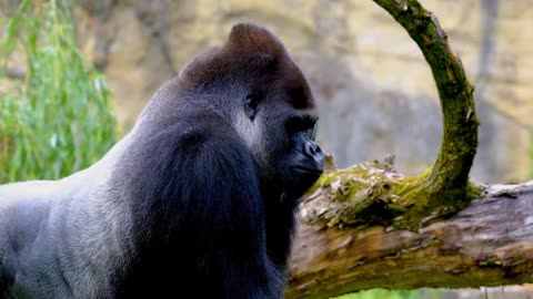 funny animal videos