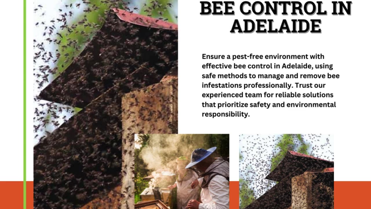 The Ultimate Guide to Bee Control in Adelaide: Protecting Your Home and Garden