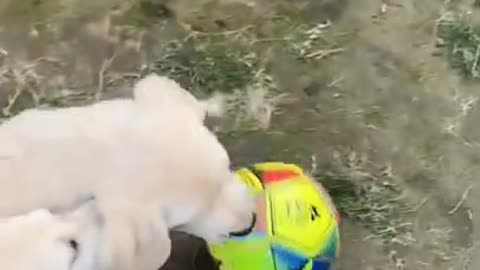 Cute puppies learn new things fasterly ever