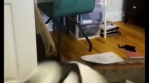 funny animals #shorts