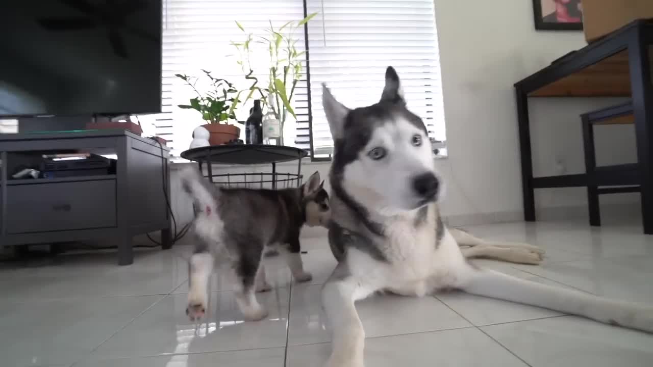 Gohan Meets His Puppy Son For The First Time!