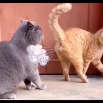 Funny cat & fun