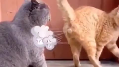Funny cat & fun