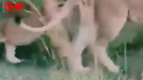 Lion Cubs Not Letting Mom to Go For Hunt | Cute Lion Cubs with Lioness Mom | Cute Animal Babies