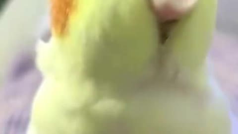 Lovely birds