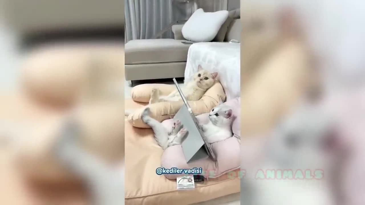 Unbelievable Animal Antics: You Won't Believe What Happens Next!