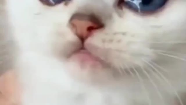 EMOTIONAL VEDIO OF CAT | MUST WATCH SOO KUCH CUTE CAT