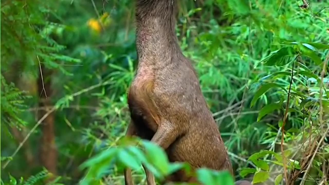 Animal grazing in the forest.