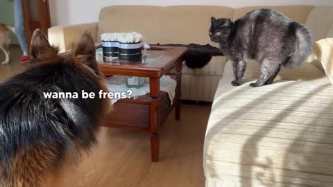 German Shepherd Puppy Meets a Cat For The First Time