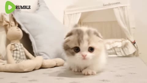 Baby cat/and cute and beautiful😍