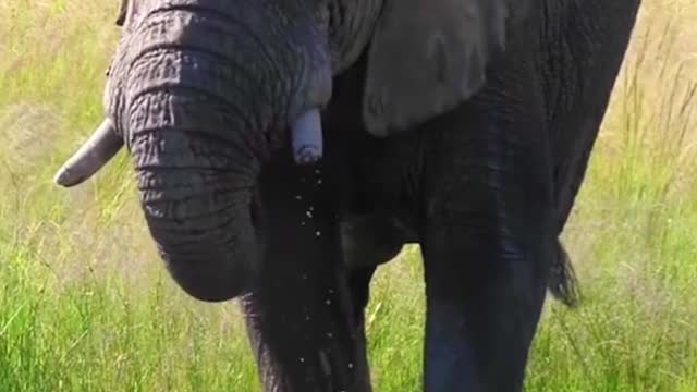 Elephant | Wrong Animal Head