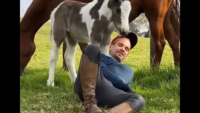 Horse SOO Cute! Cute And funny horse Videos Compilation cute moment #22