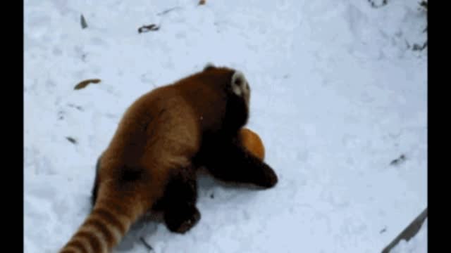 Gif video of animal playing in the snow