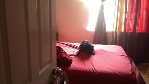 Cat Got Scared By Mysterious Thing Under Bedsheet