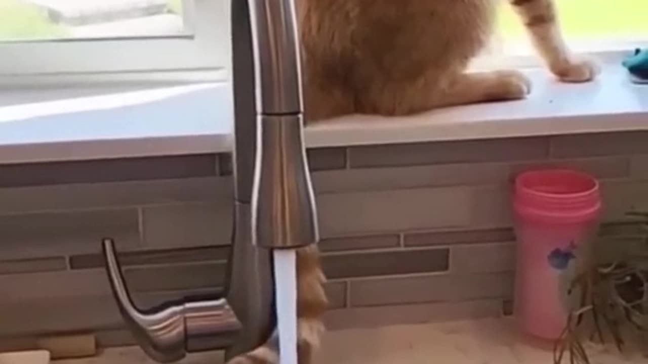 Funny cats