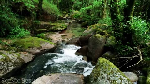 Sounds of nature 4K Forest