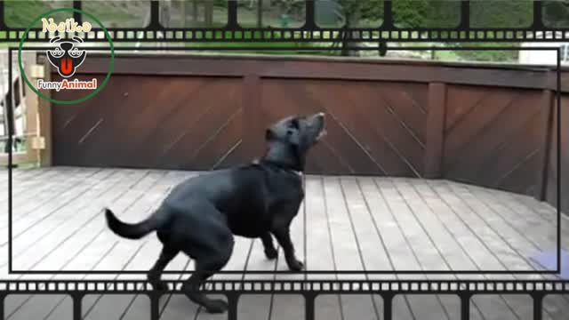 Golden Retriever Finds Happiness by Rolling Tennis Balls Down Bathtub ramp