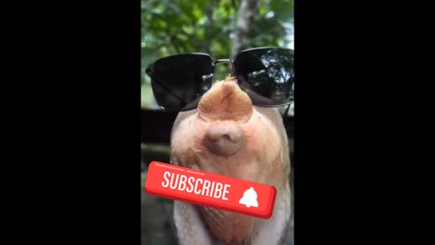 what does he whistle with?