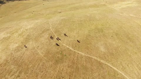 Aerial view of wild horses on the filed in mountain