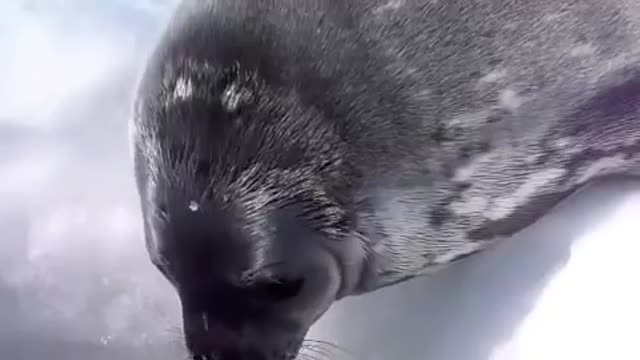 Crybaby Learns to Swim