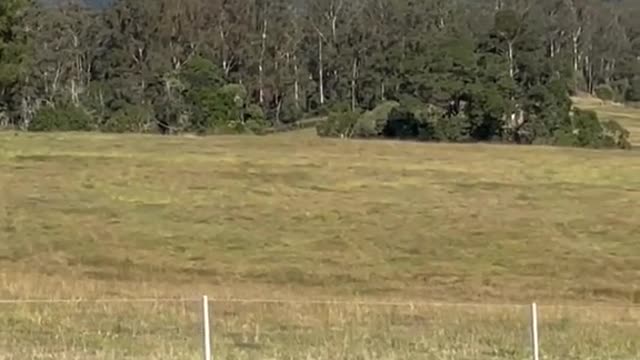 A Queensland pilot has been forced to land in a backyard after his engine failed.