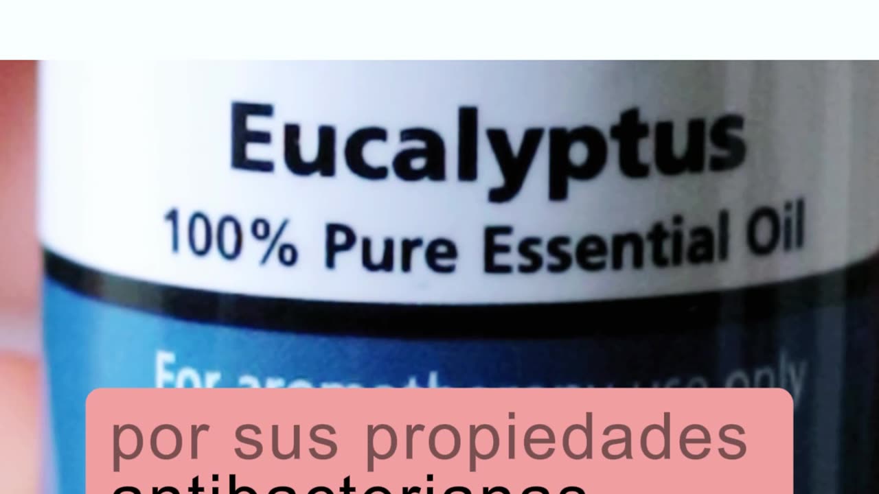 #asma #difusor #humificador #remedios #ayuda #salud #eucalipto #aromaterapiaencasa #terapia