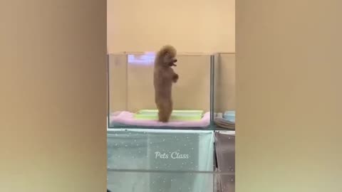 Funniest Animals Videos!!!
