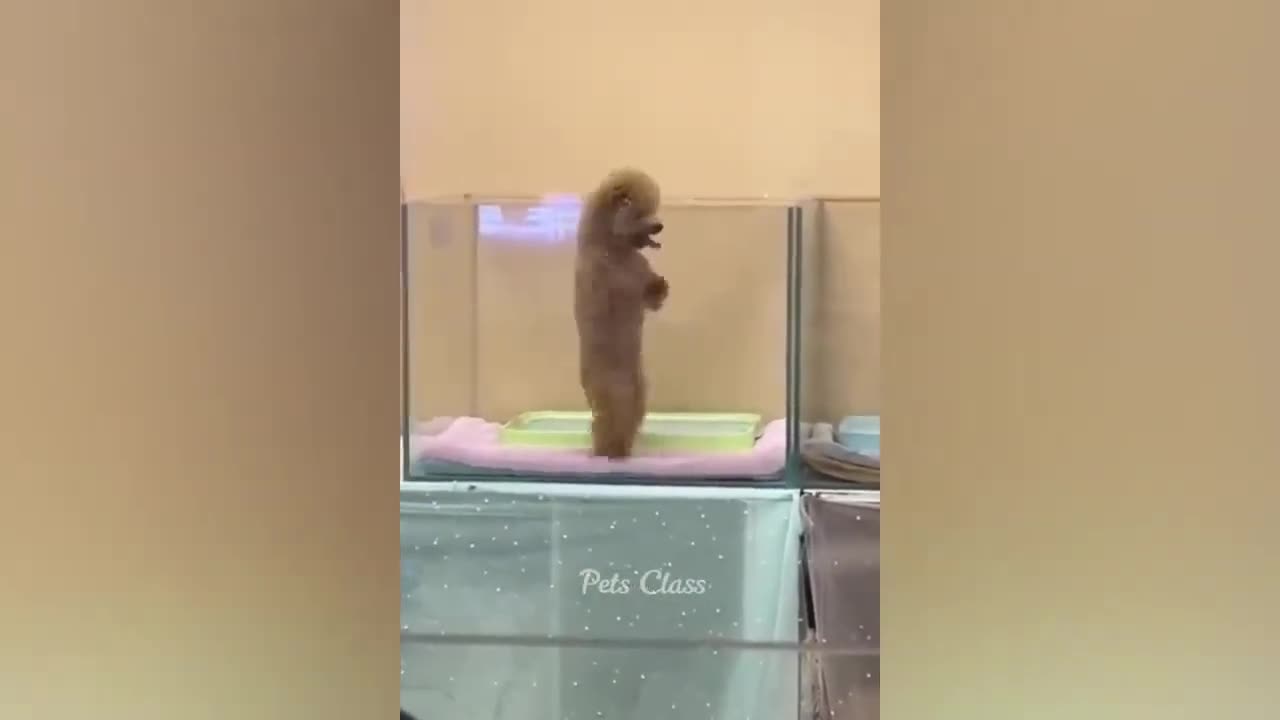 Funniest Animals Videos!!!