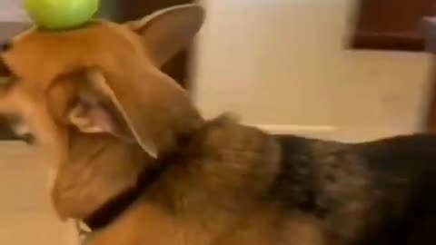 Funny moments 😂 by pet animals .😂 Try not to laugh 😂😂