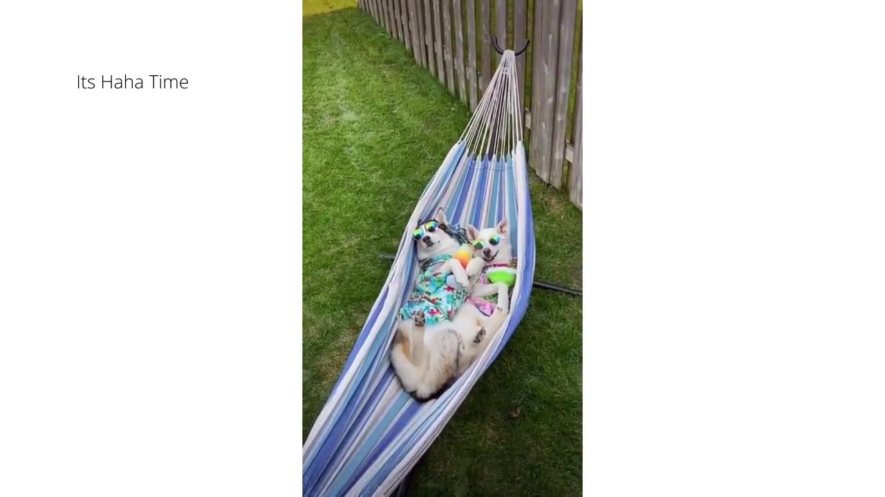 Funniest Dogs And Cats Funny Animal Videos # 69 funny animal