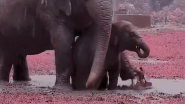 The mother elephant is helping her calf learn to walk