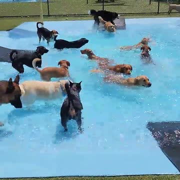 Pool day for the pups