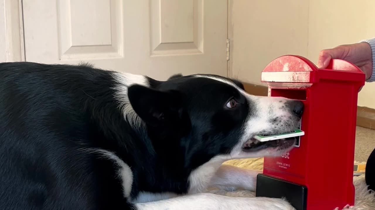 Border Collie Sends Letters to Santa