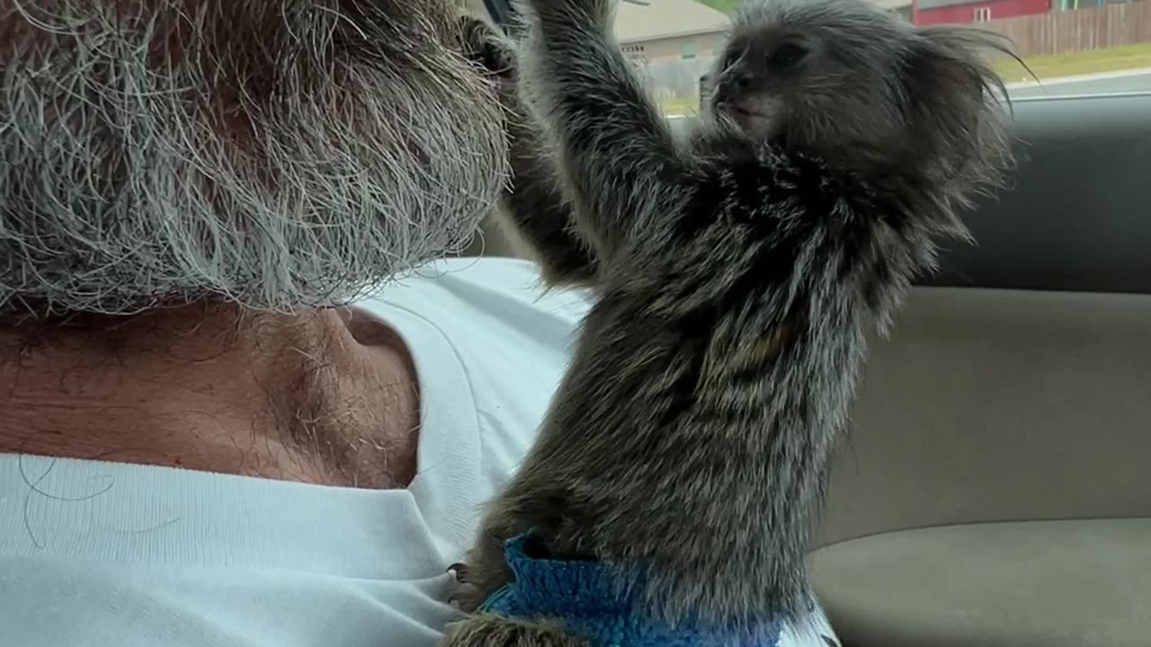 Baby Marmoset Trying to Steal Toothpick