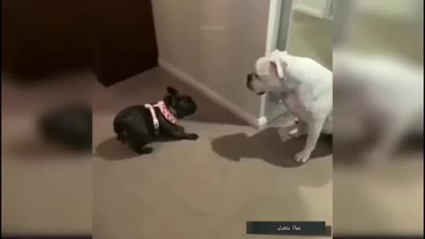 funny dogs