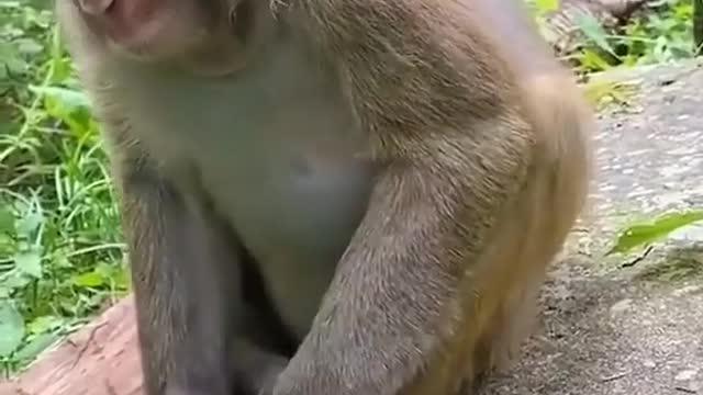 Funny monkey | Monkey drinking milk