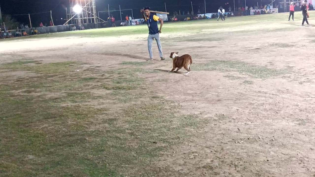 A dog in a cricket field 😂